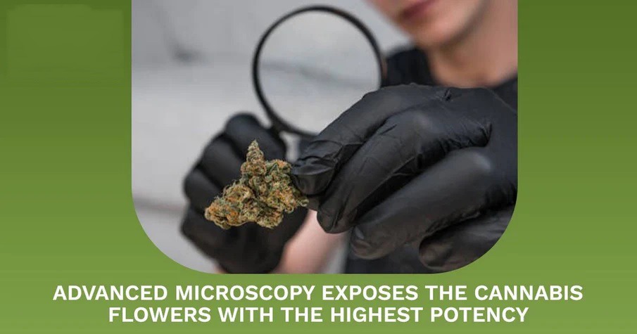 The potency of cannabis flowers is primarily determined by the concentration of cannabinoids